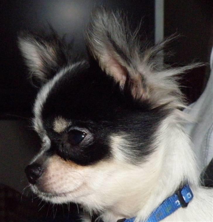 Chihuahua Rosita billede 2