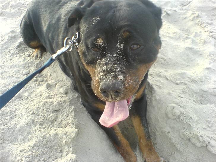 Rottweiler Tika - hov du har vist rodet lidt for meget i sandet? du skal vist vaskes billede 1