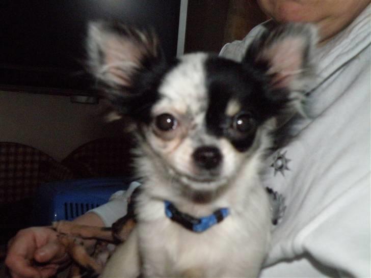 Chihuahua Rosita billede 3