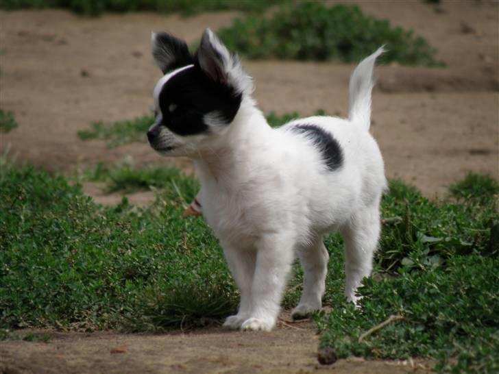 Chihuahua Rosita billede 4