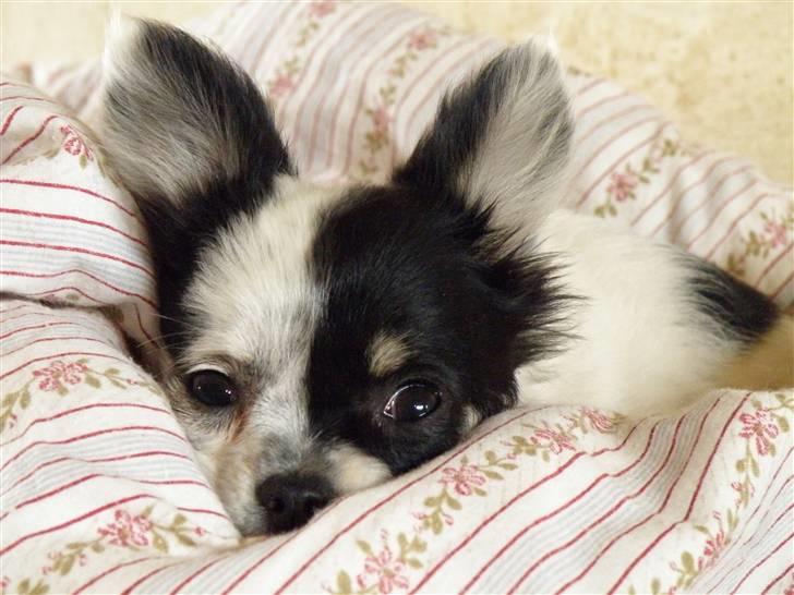 Chihuahua Rosita billede 5