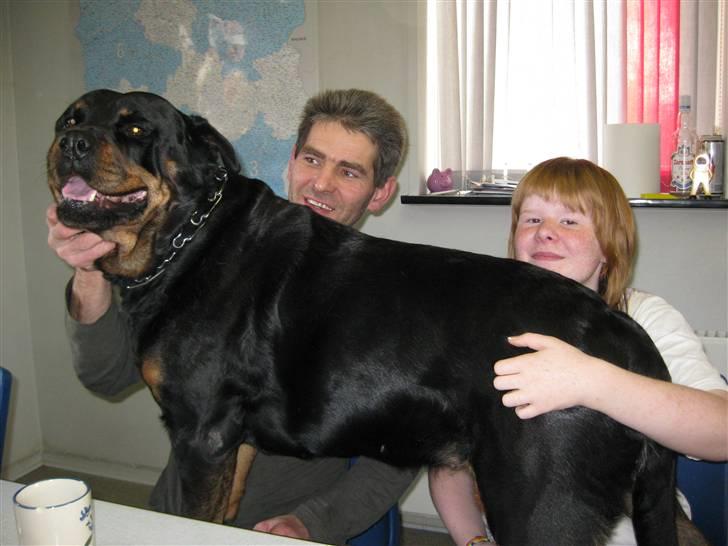 Rottweiler Tika - Hun står lige på mig og Darek billede 4