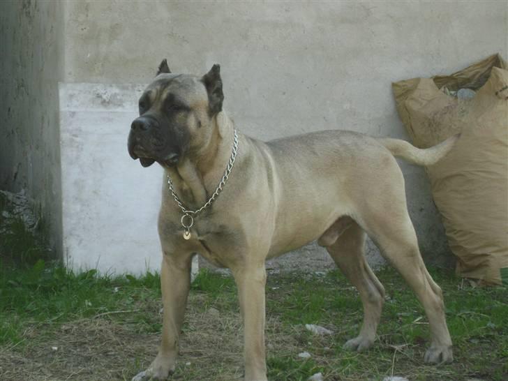 Dogo canario Timon - dejlig vejr billede 1