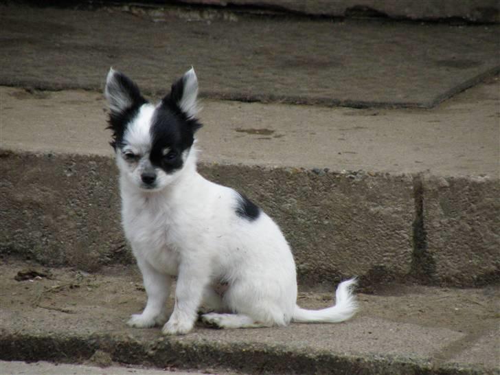 Chihuahua Rosita billede 6