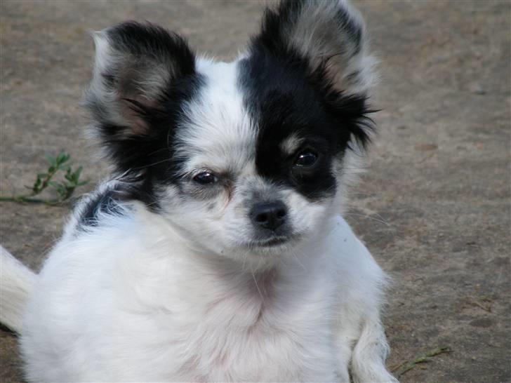 Chihuahua Rosita billede 7