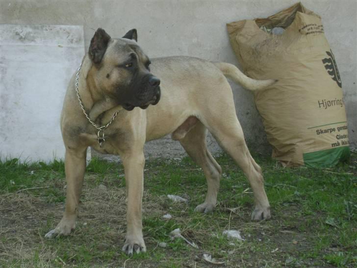 Dogo canario Timon billede 2