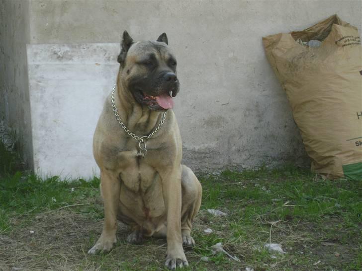 Dogo canario Timon billede 3
