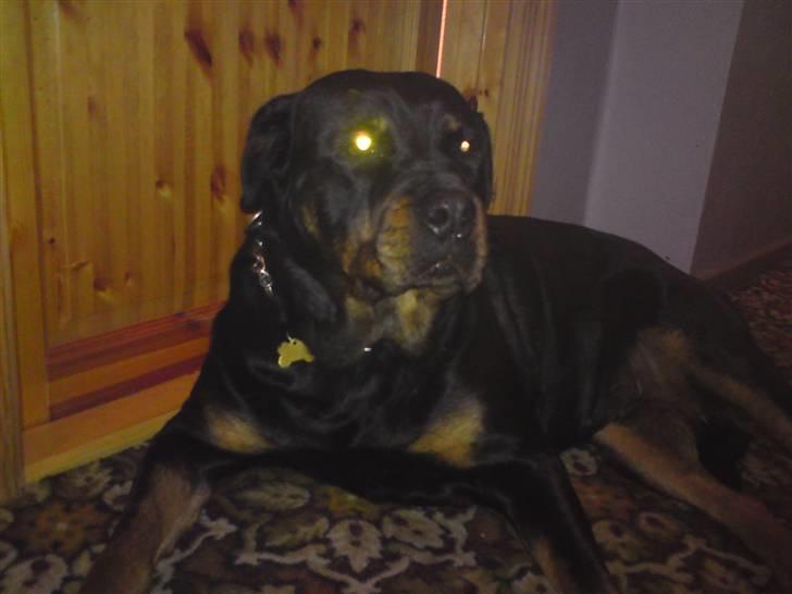 Rottweiler Tika - lidt cool øjne? billede 5