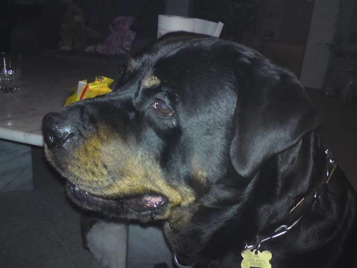 Rottweiler Tika - Hun kigger vist på noget? billede 6