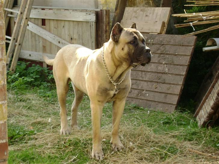 Dogo canario Timon billede 4