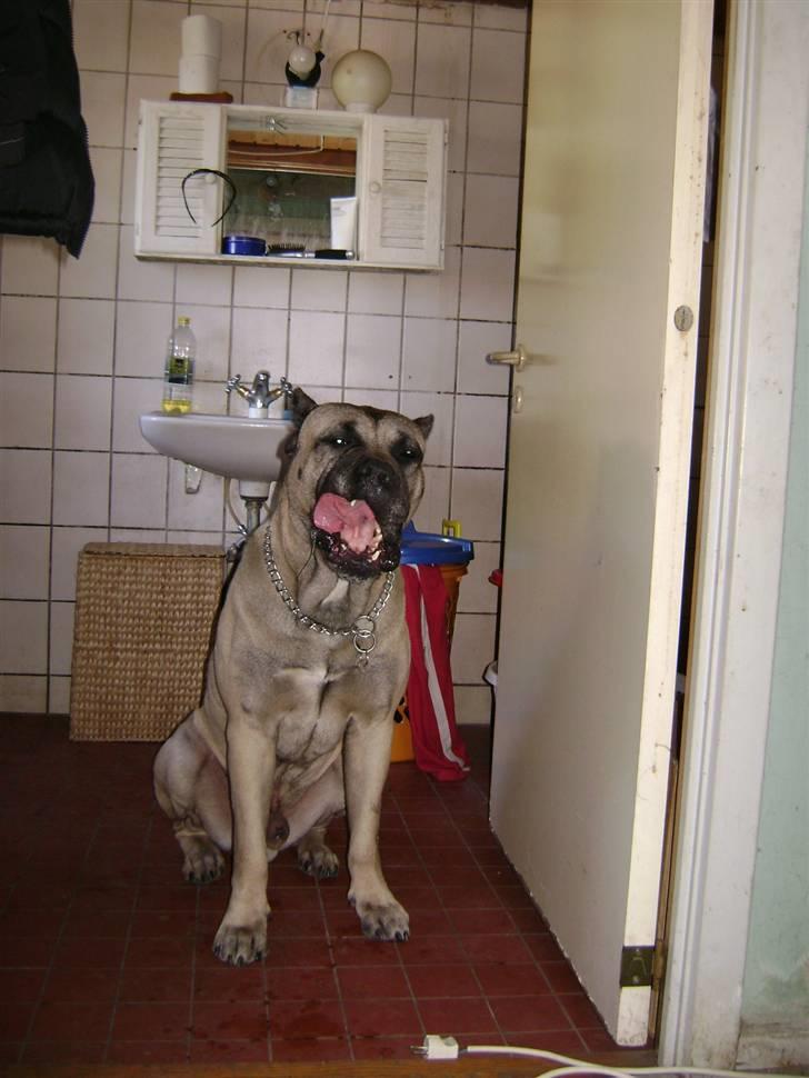 Dogo canario Timon billede 5