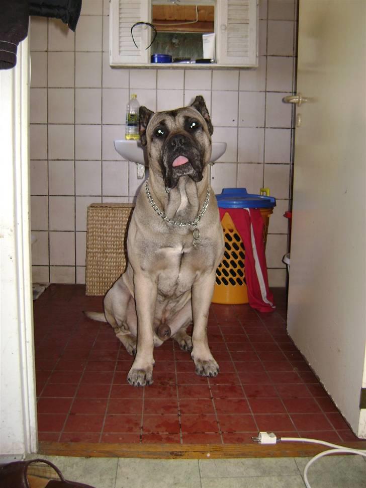 Dogo canario Timon billede 6