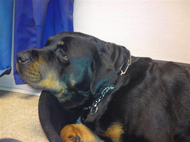 Rottweiler Tika - Hun ligger i kurven billede 7