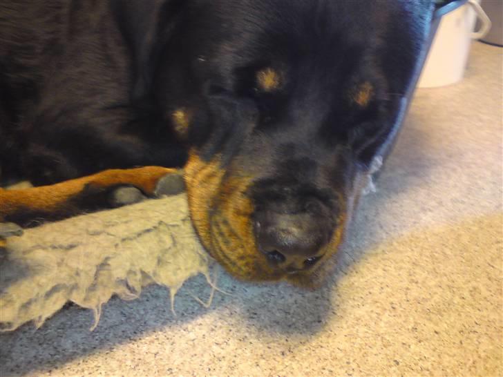 Rottweiler Tika - Hun sover i kurven billede 8