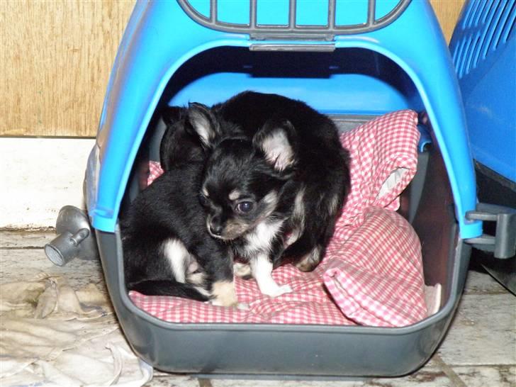 Chihuahua Tinkerbell billede 1