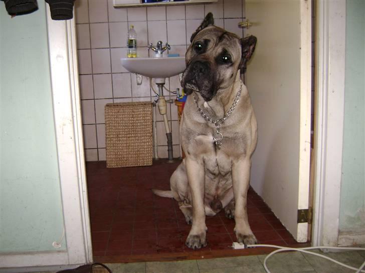 Dogo canario Timon billede 7
