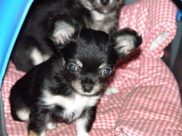 Chihuahua Tinkerbell billede 2