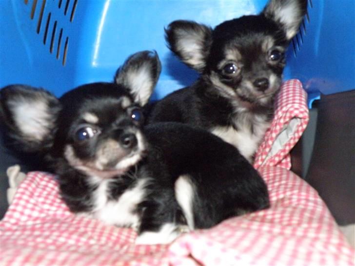 Chihuahua Tinkerbell billede 3