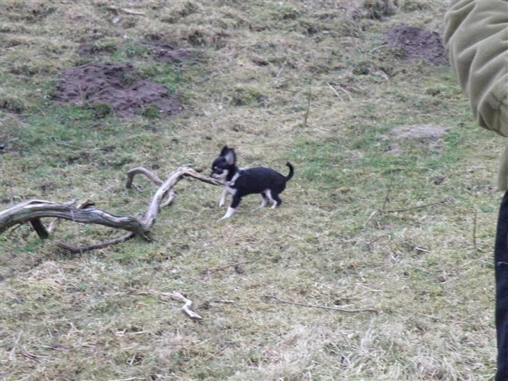 Chihuahua Tinkerbell billede 4