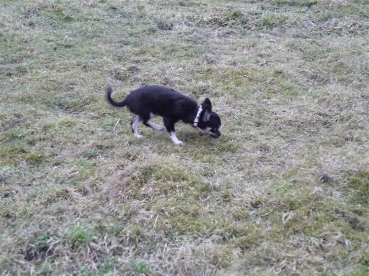 Chihuahua Tinkerbell billede 5