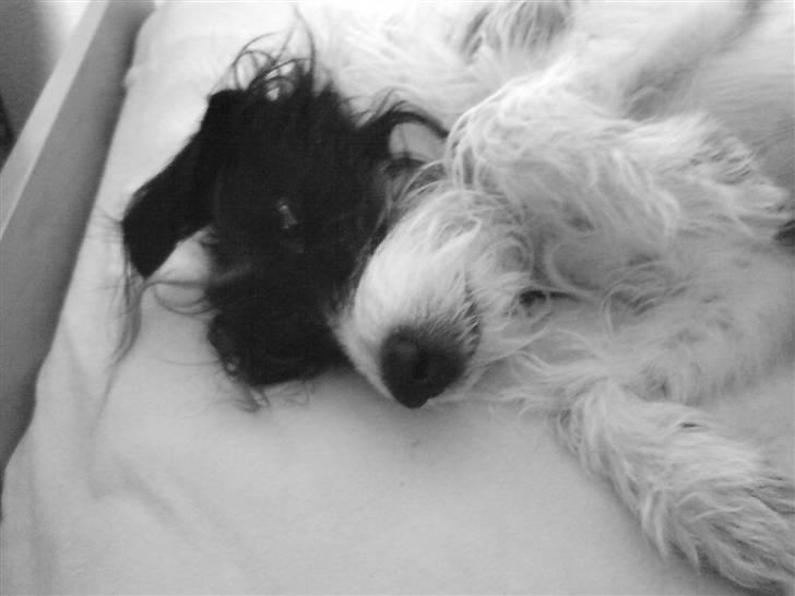 Blanding af racer Tøsen billede 2