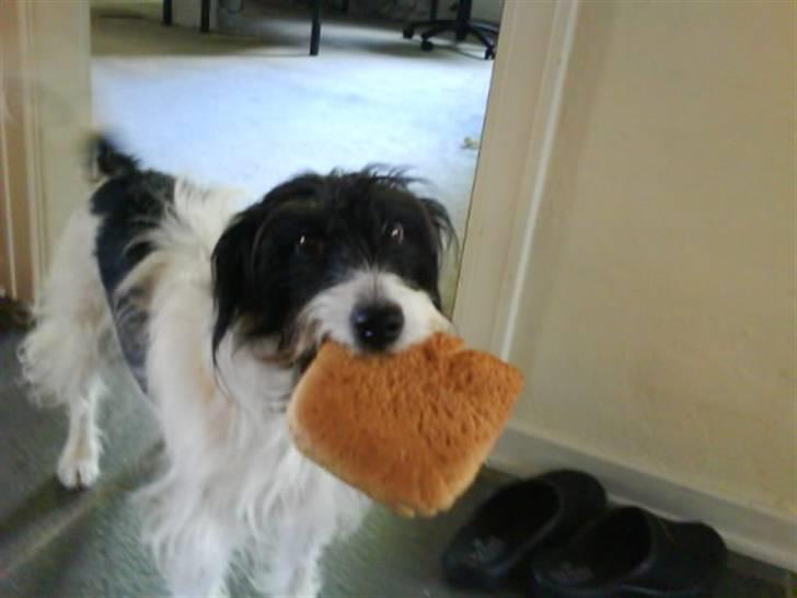 Blanding af racer Tøsen - Uhh. Toast! <3. billede 3