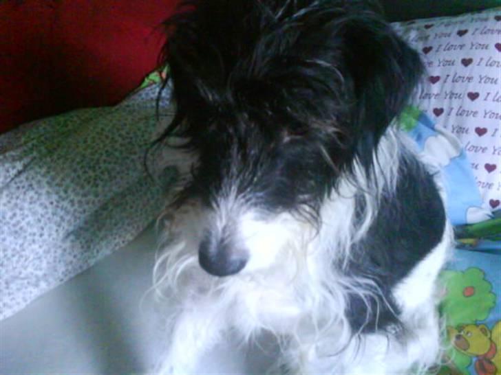 Blanding af racer Tøsen billede 4