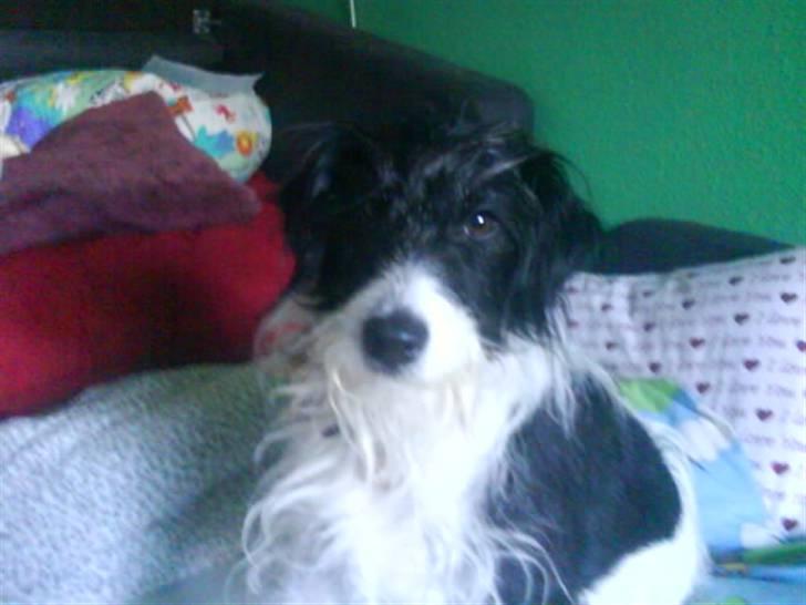 Blanding af racer Tøsen billede 5