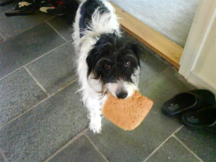 Blanding af racer Tøsen billede 6