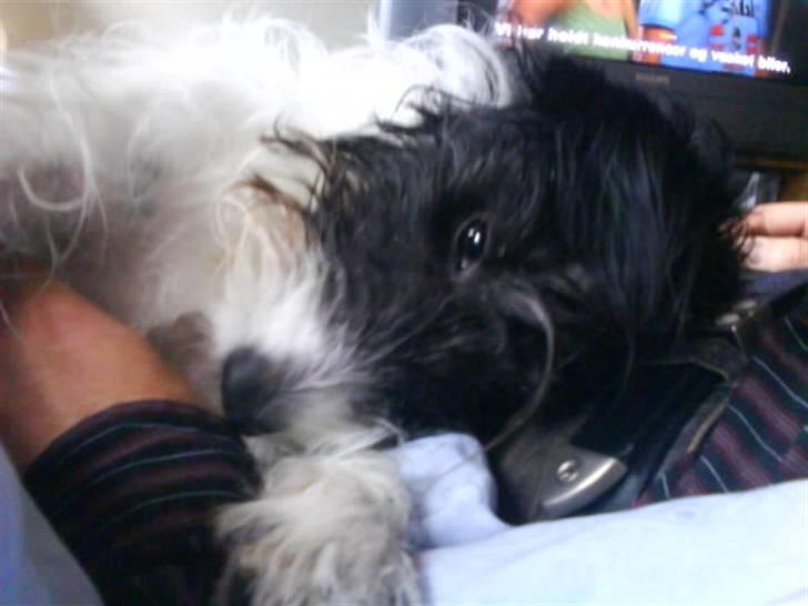 Blanding af racer Tøsen billede 7