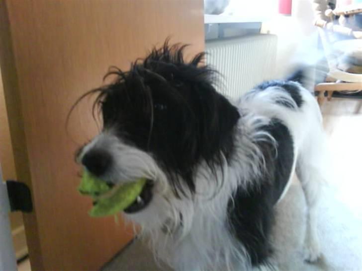 Blanding af racer Tøsen billede 8