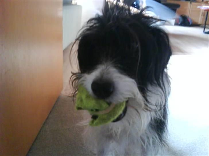 Blanding af racer Tøsen billede 9