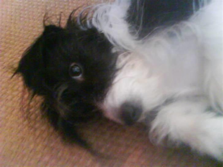 Blanding af racer Tøsen billede 10