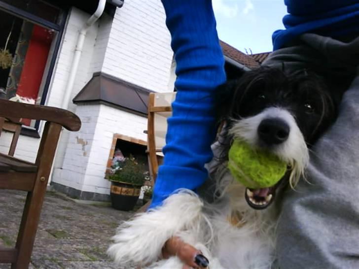 Blanding af racer Tøsen billede 11