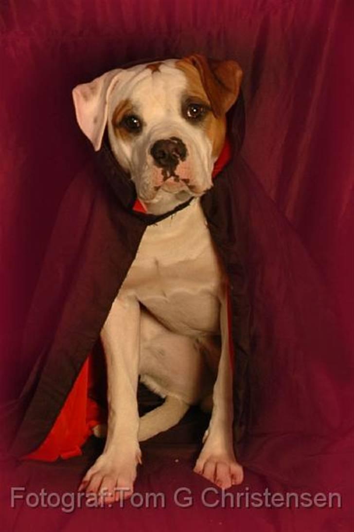 Amerikansk bulldog Kaine - Bebehunden<3 - Velkommen til Kaine´s profil¤ billede 1