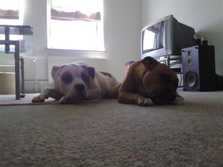 Amerikansk bulldog Kaine - Bebehunden<3 - Kaine & Cujo slapper af :) billede 2