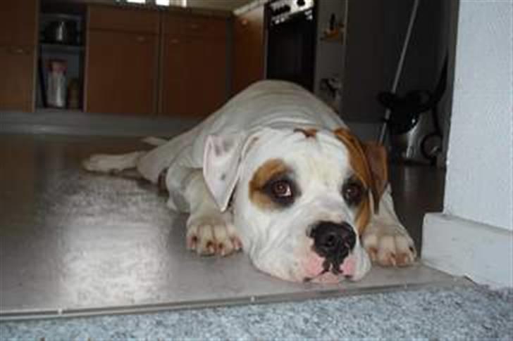 Amerikansk bulldog Kaine - Bebehunden<3 billede 3