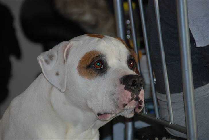 Amerikansk bulldog Kaine - Bebehunden<3 - December 2010  billede 4