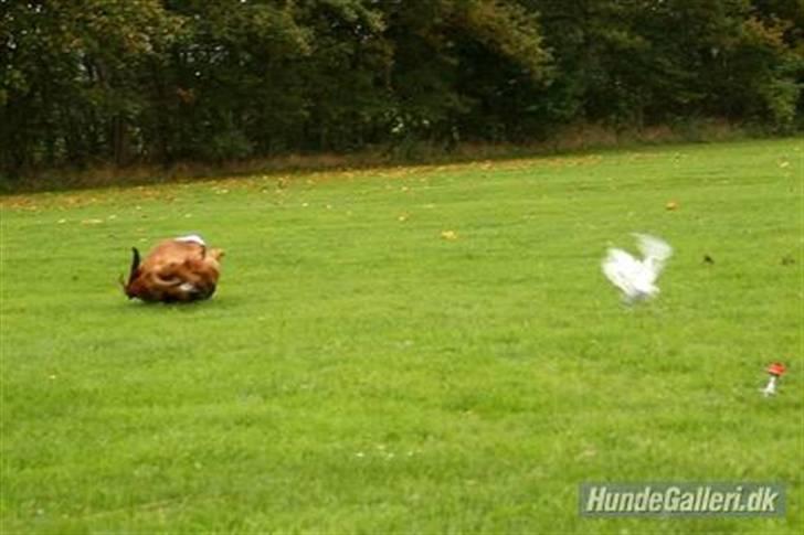 Rhodesian ridgeback Tessa - Tessas styrt :) billede 5