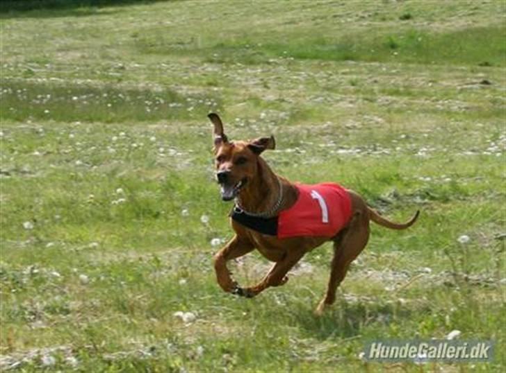 Rhodesian ridgeback Tessa - Tessa med hendes strit øre :) billede 9