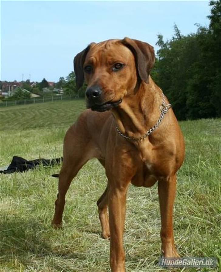 Rhodesian ridgeback Tessa - søde søde tessa mus :) billede 10