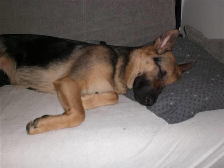 Schæferhund Neela *Himmelhund* - Neela mener at gæstesengen er hendes, når der ikke er overnattende..... Hehe! billede 14