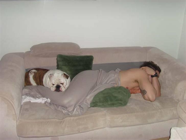 Engelsk bulldog Bellis - Elsker når onkel er på besøg <3 billede 10