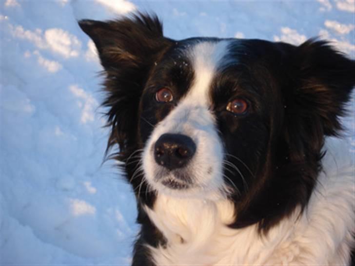 Border collie Tequila (1996-2009) - Tequila 13 år med på skiferie i Sverige billede 8