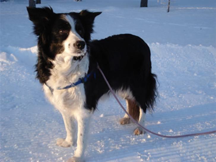 Border collie Tequila (1996-2009) - Tequila 13 år med på skiferie i Sverige billede 9