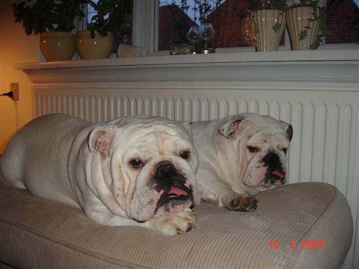 Engelsk bulldog Bellis - Hygge med Bacon... billede 12