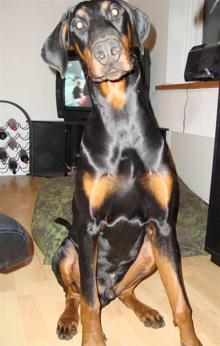 Dobermann Bandit *R.I.P* billede 11