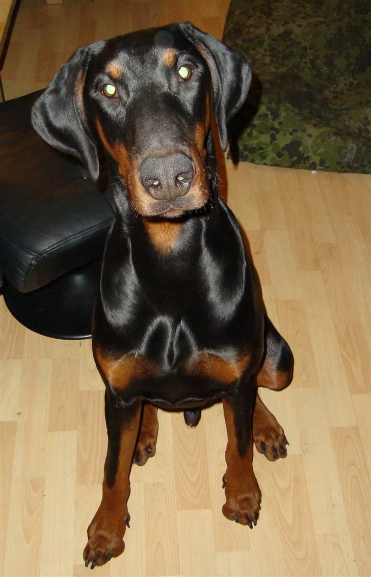 Dobermann Bandit *R.I.P* billede 12