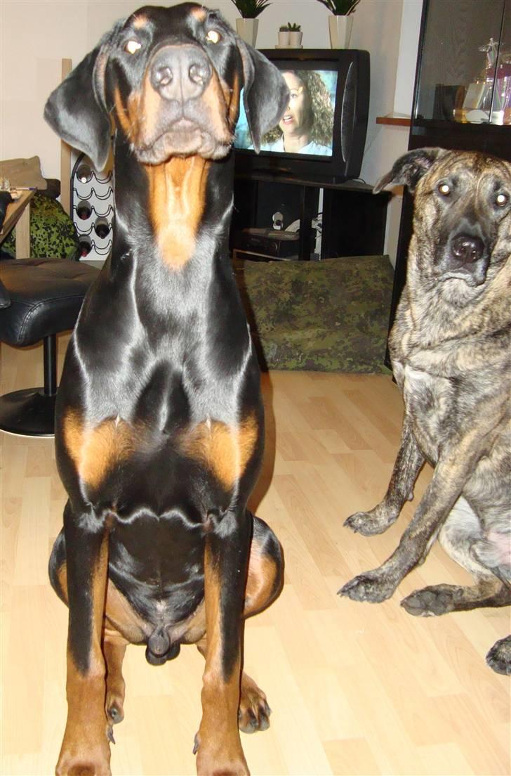 Dobermann Bandit *R.I.P* billede 13