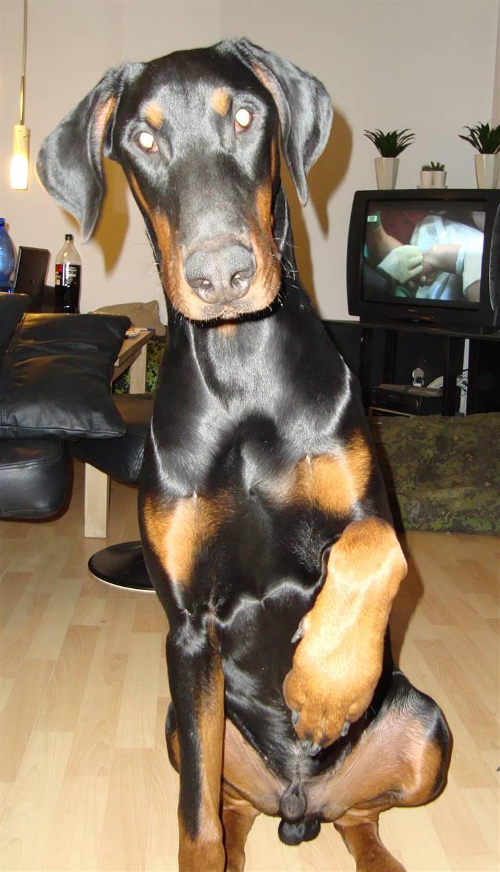 Dobermann Bandit *R.I.P* billede 14